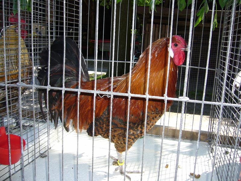 Haehnewettkraehen der Kreisjugend des Kreisverbandes Guetersloh 020.jpg - Hähnewettkrähen des Kreisverbandes Gütersloh in Langenberg auf dem Hofe Großelohmann